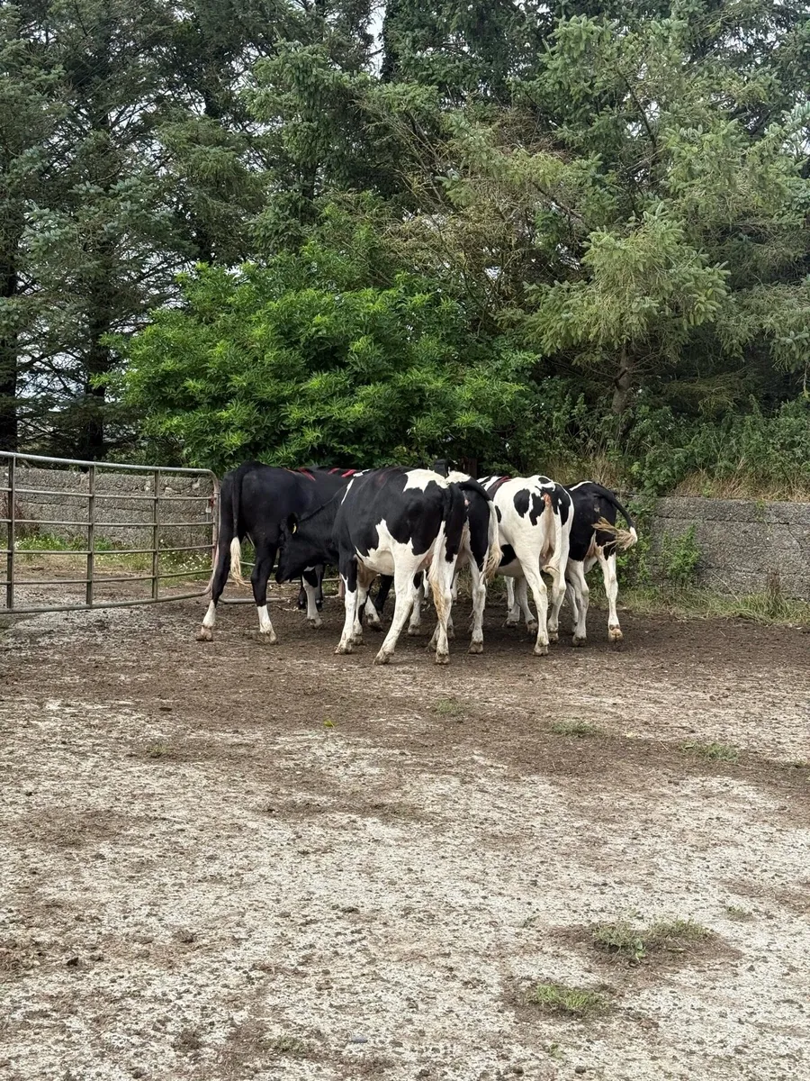 7 Bulling Heifers - Image 3