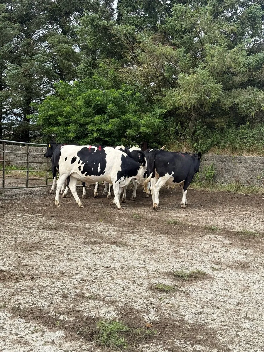 7 Bulling Heifers - Image 4