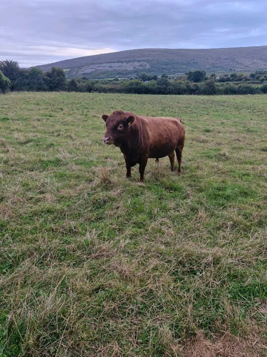 Dexter Bull - Image 4