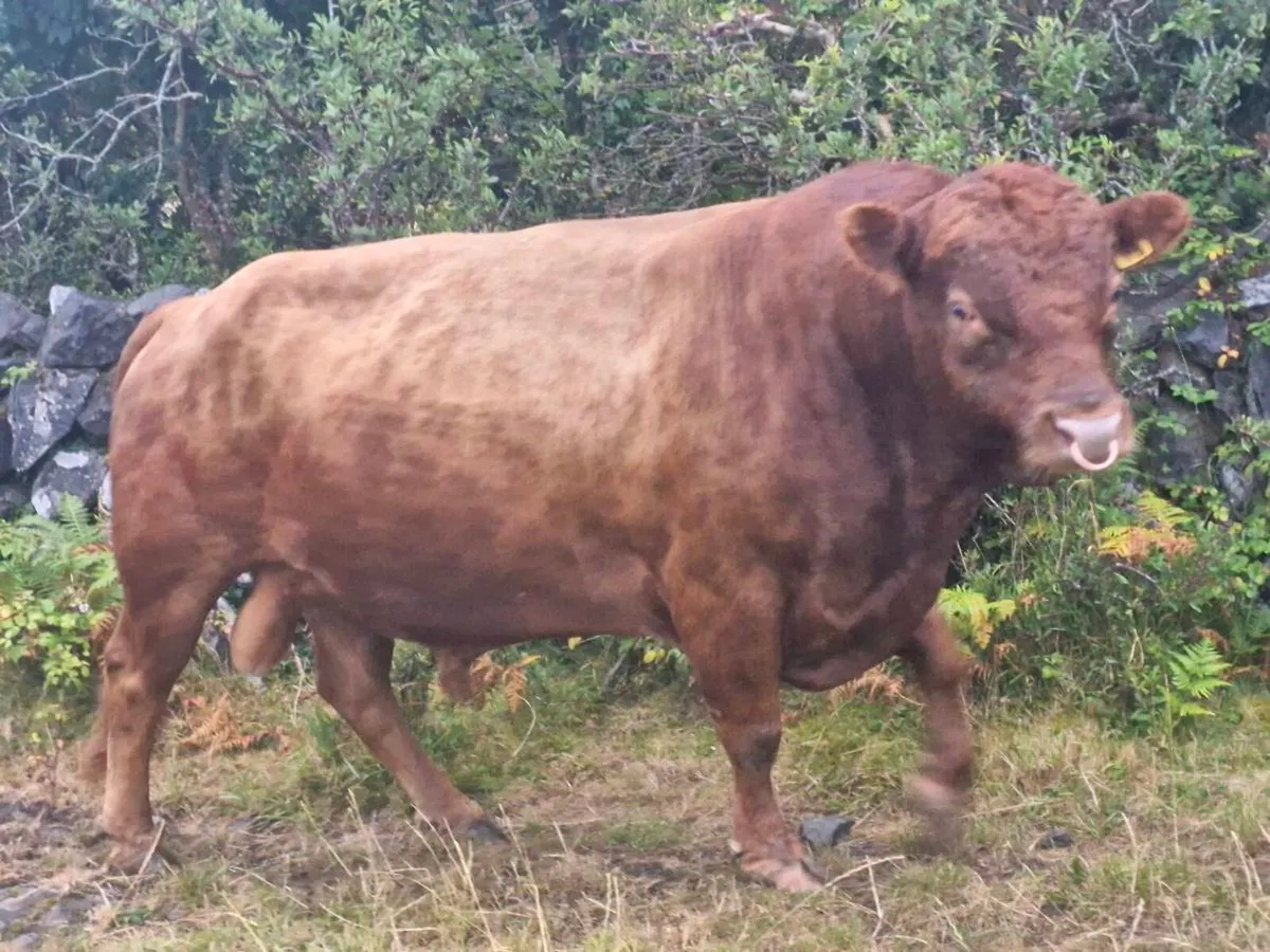Dexter Bull - Image 2