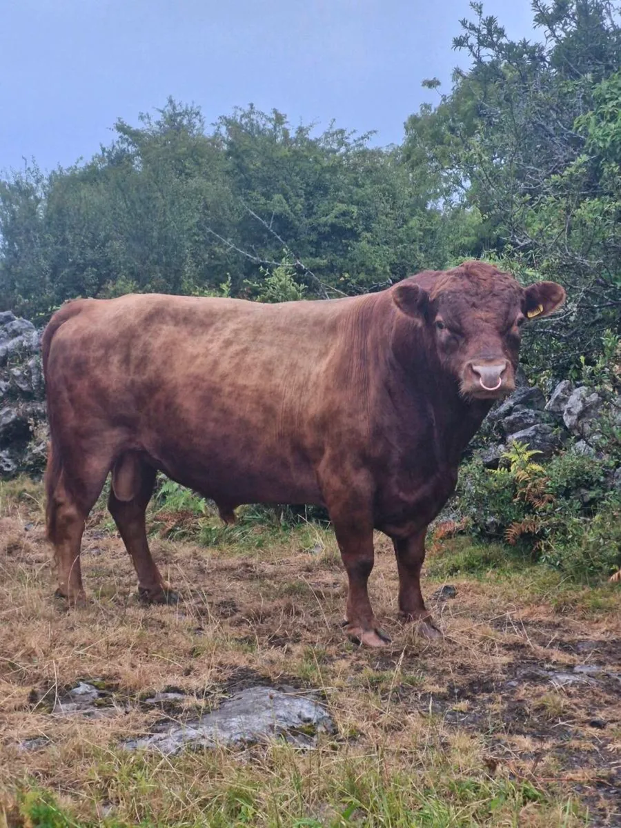 Dexter Bull - Image 3