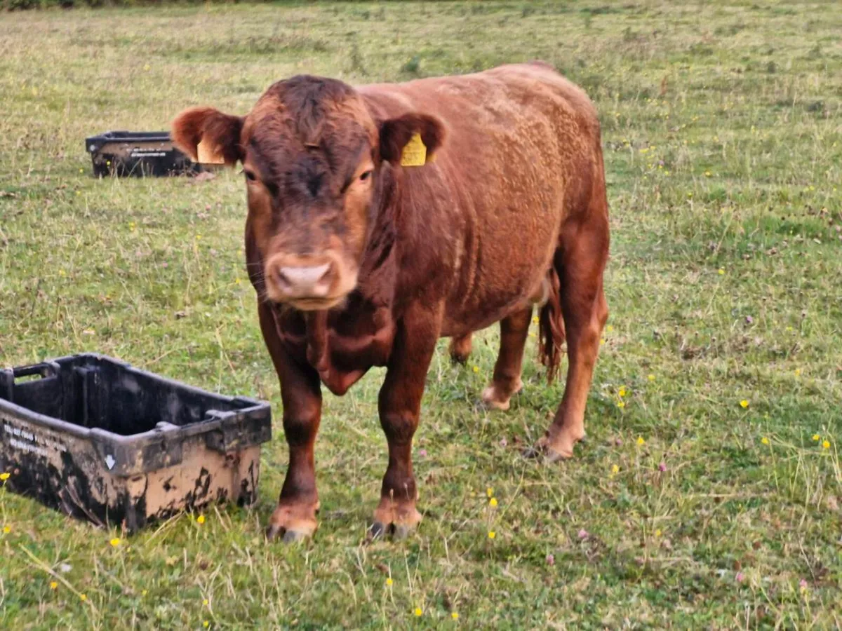 Quite young Bull - Image 2