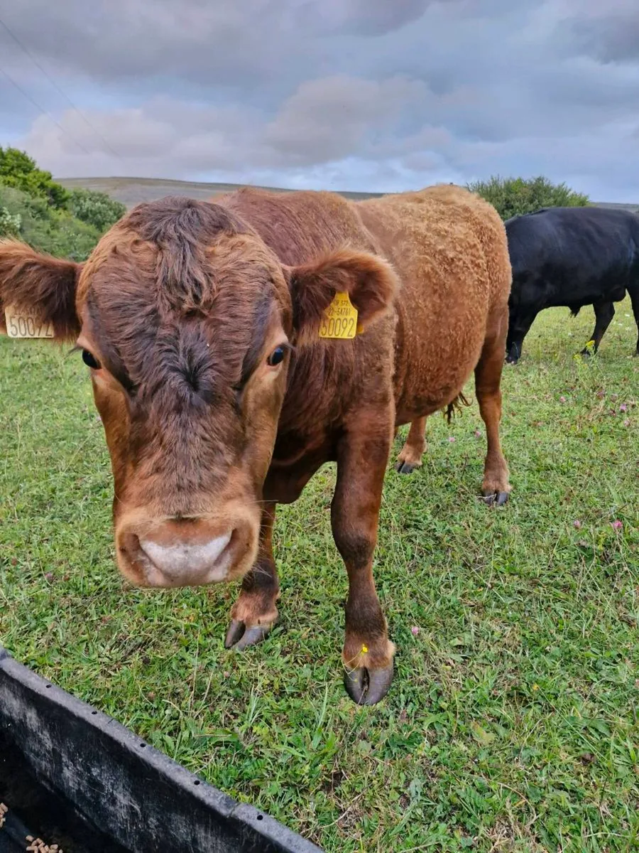 Quite young Bull - Image 3