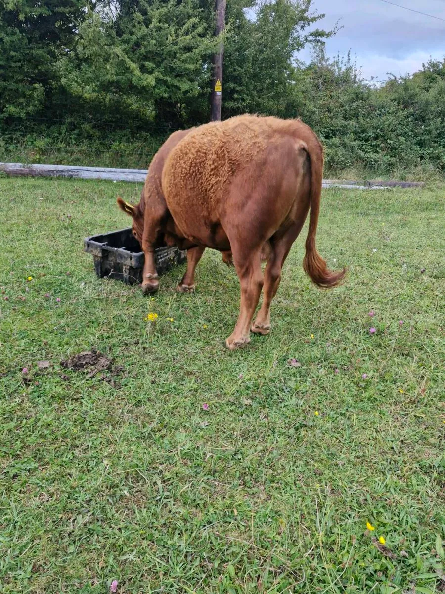 Quite young Bull - Image 4