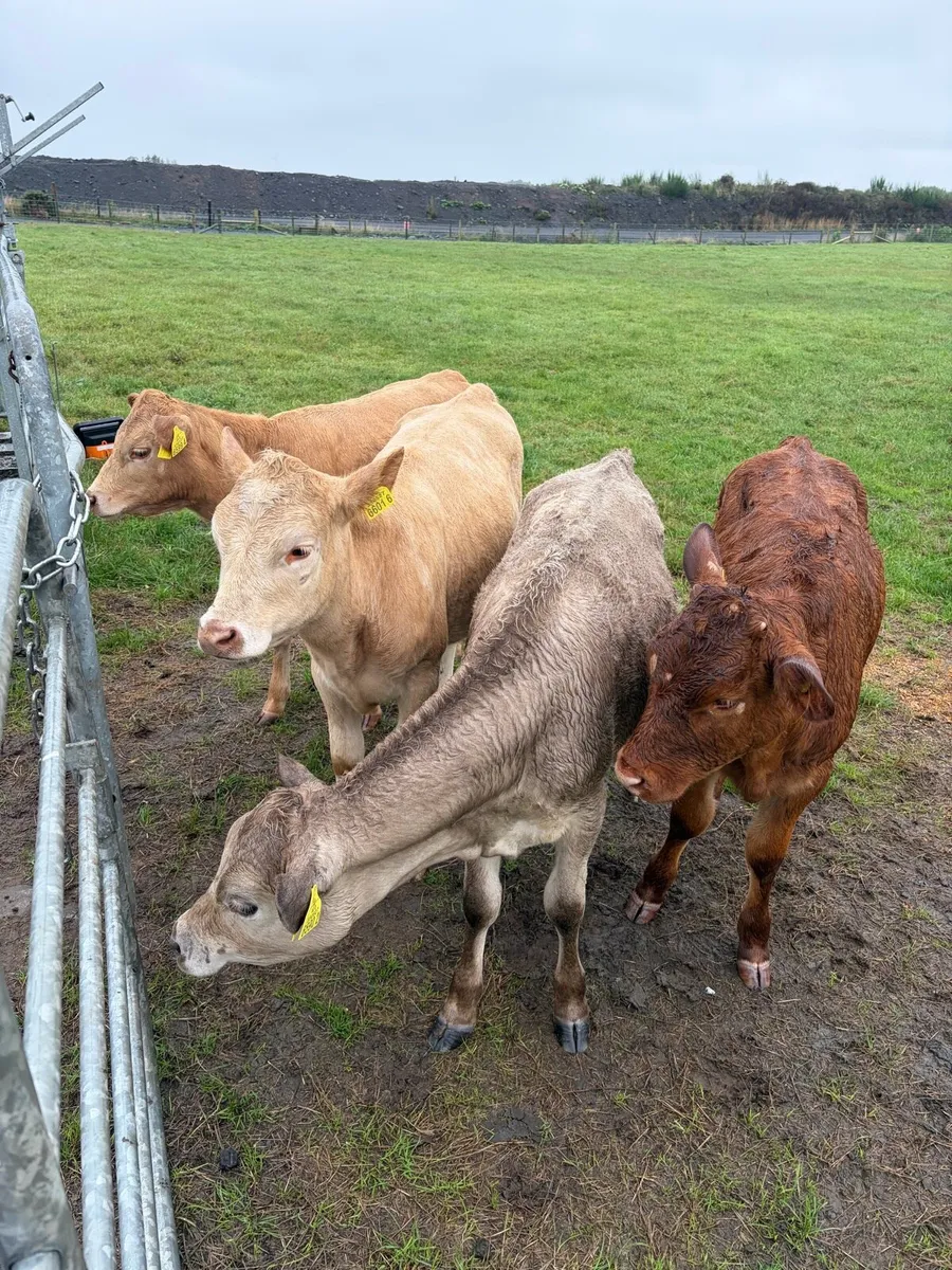 3 charolaise &1 lim heifer 6 months old - Image 1
