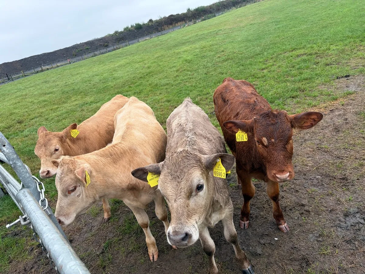 3 charolaise &1 lim heifer 6 months old - Image 3