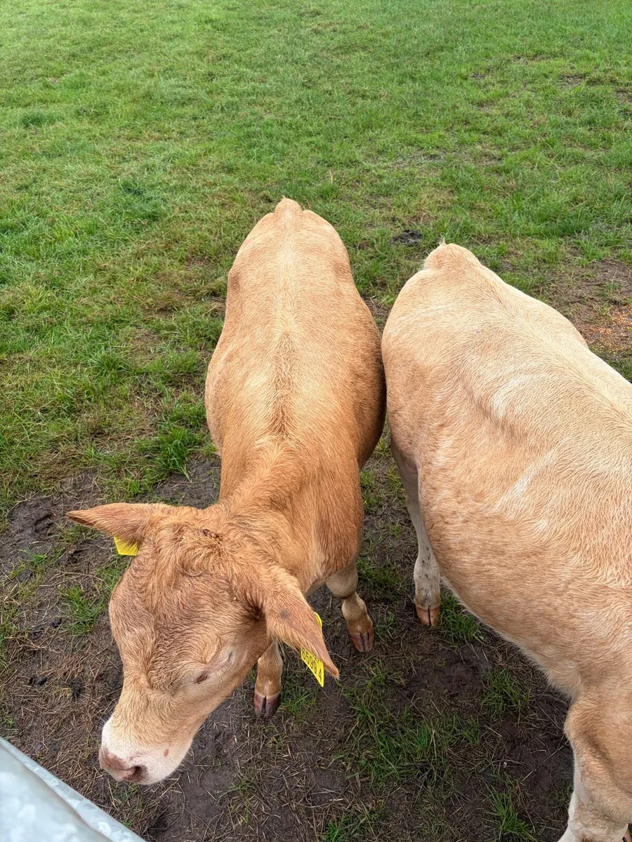 3 charolaise &1 lim heifer 6 months old - Image 4