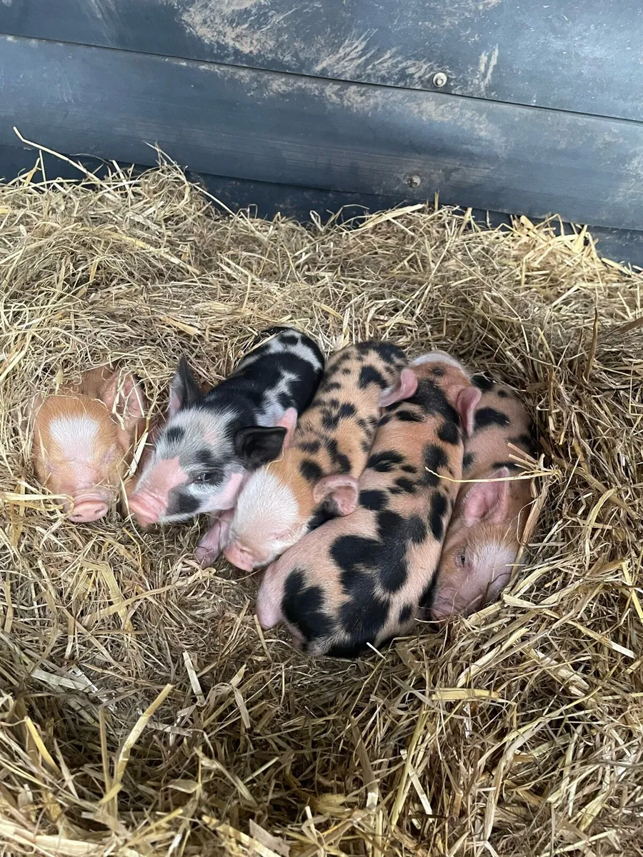 Kune Kune piglets - Image 1