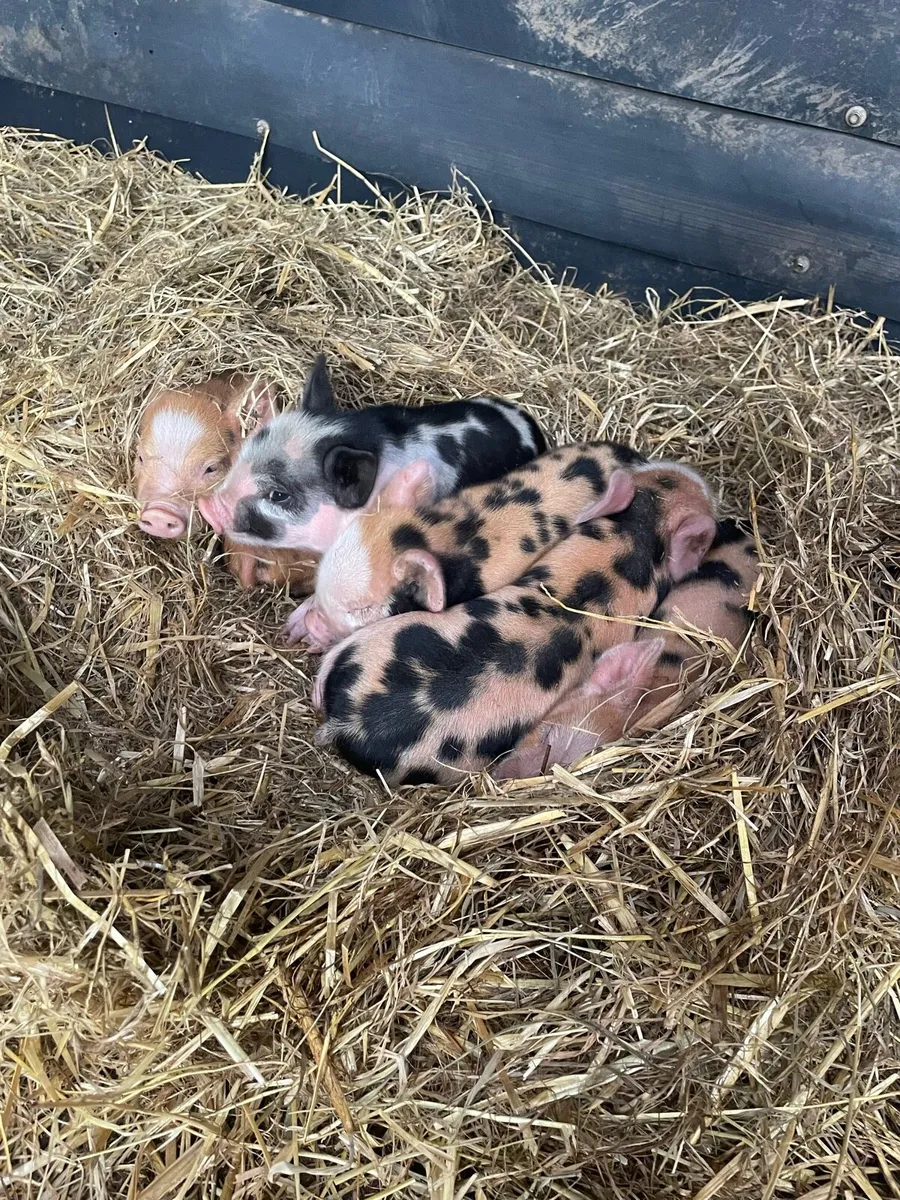Kune Kune piglets - Image 2