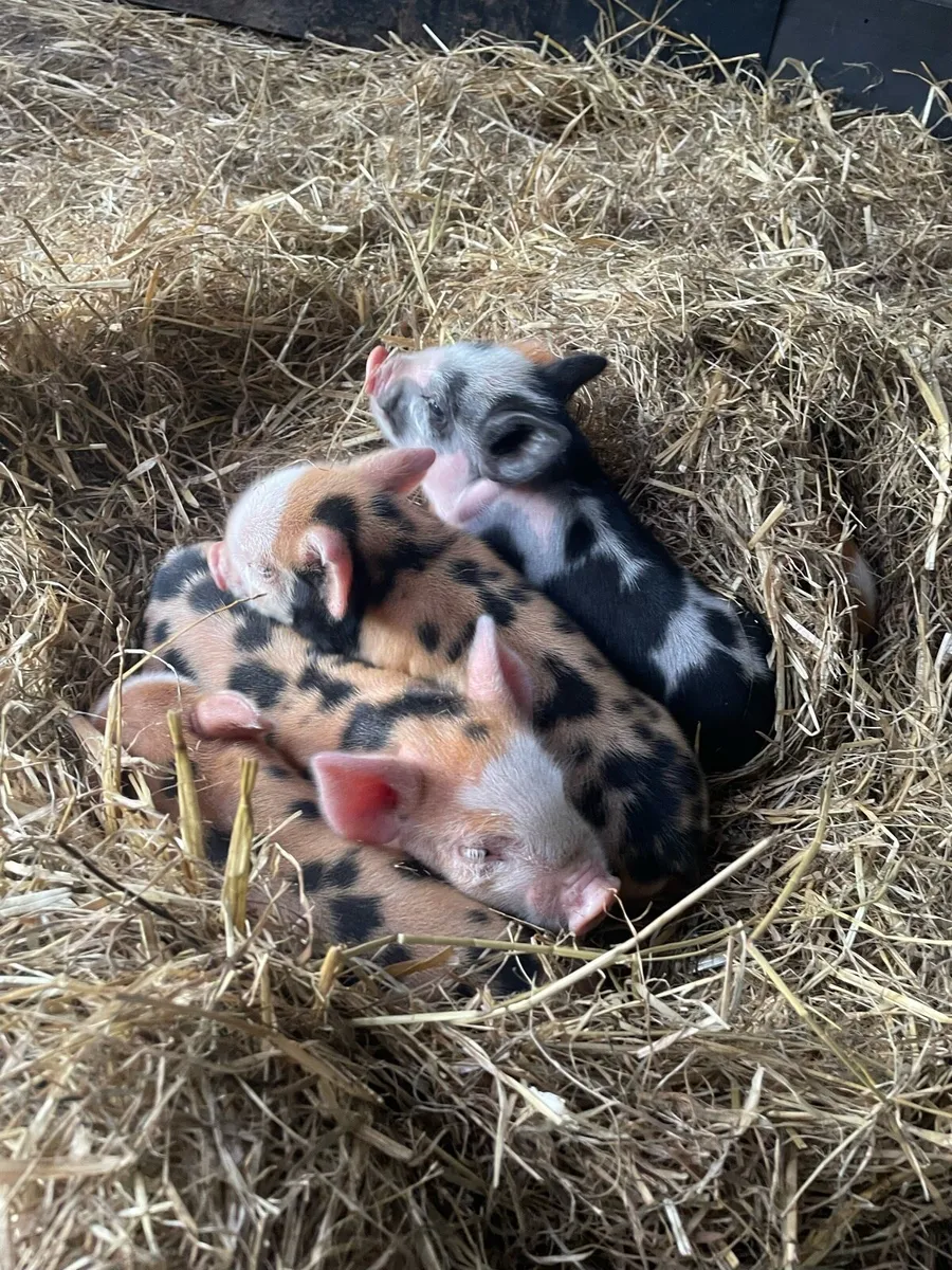 Kune Kune piglets - Image 3