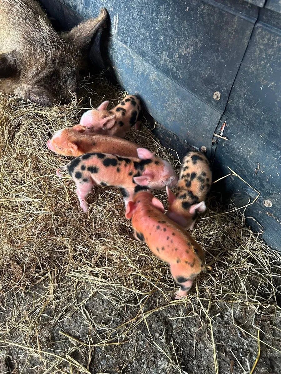 Kune Kune piglets - Image 4