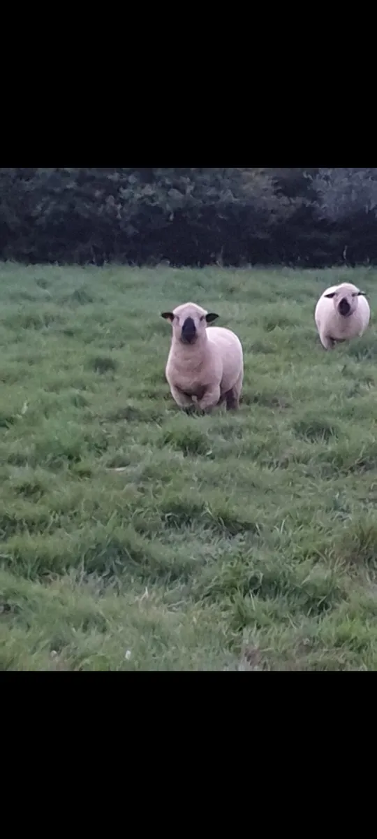 Sheep - Image 3
