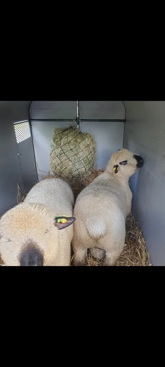 Sheep - Image 4