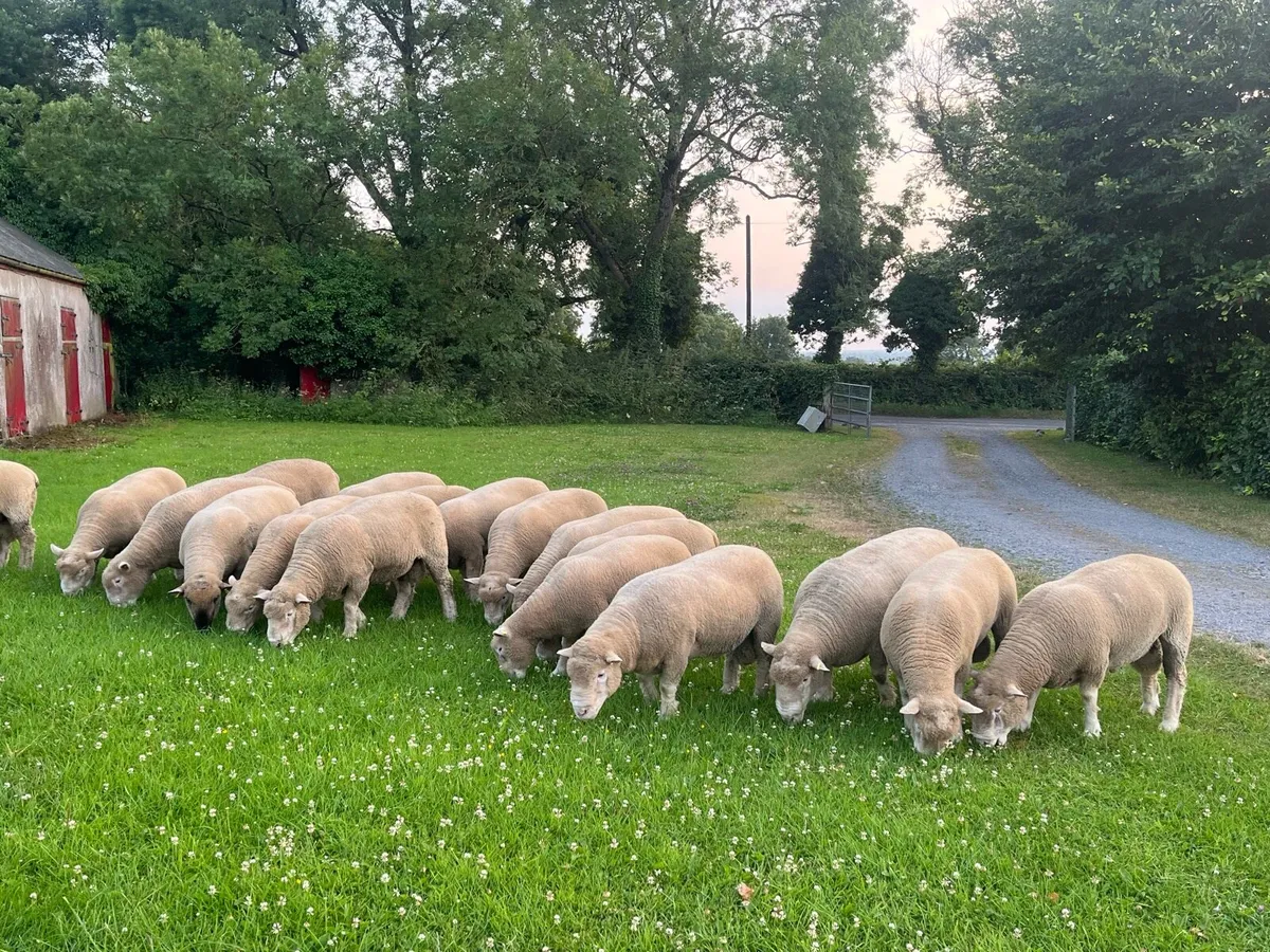 Dorset rams - Image 2