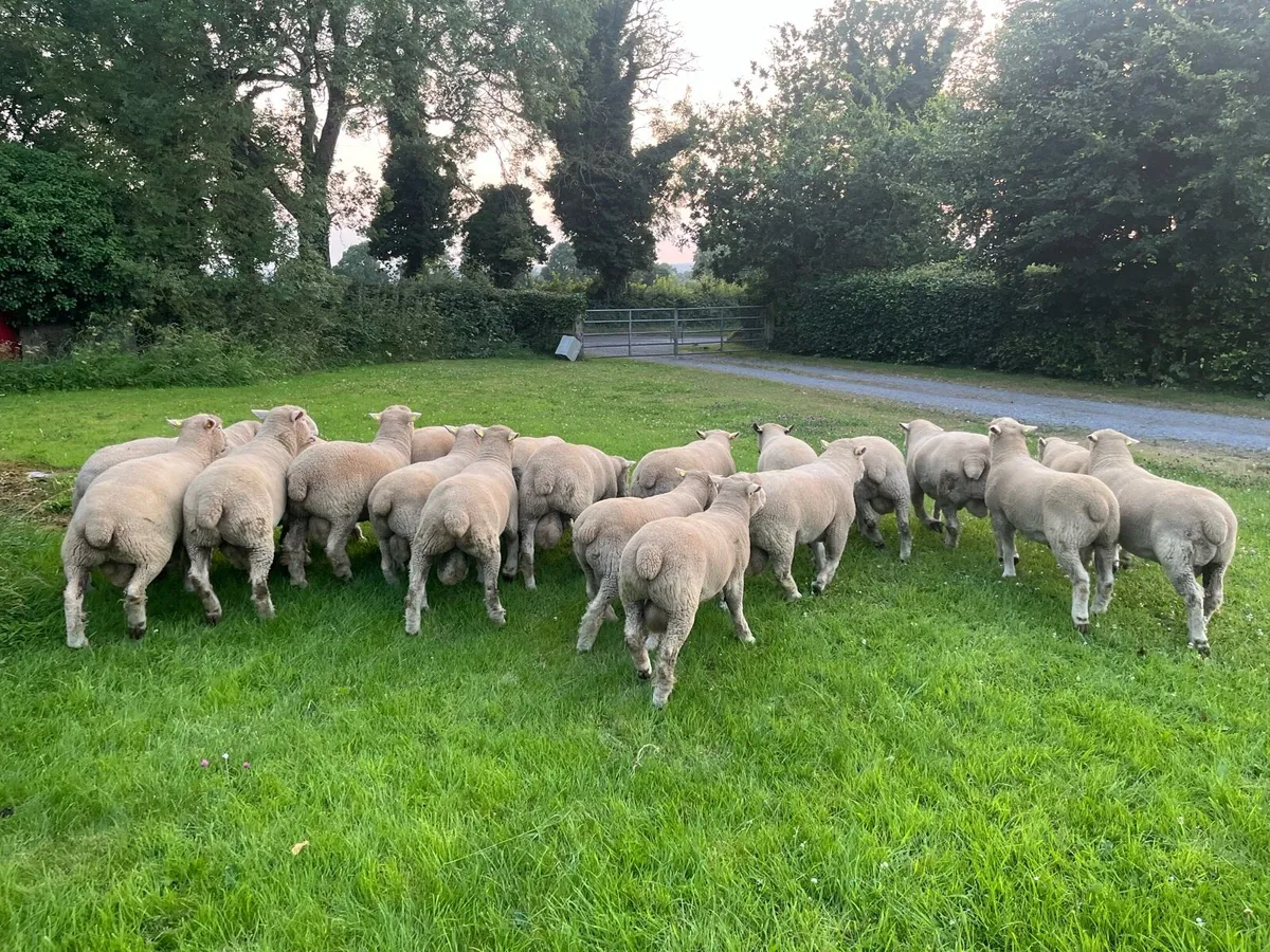 Dorset rams - Image 3