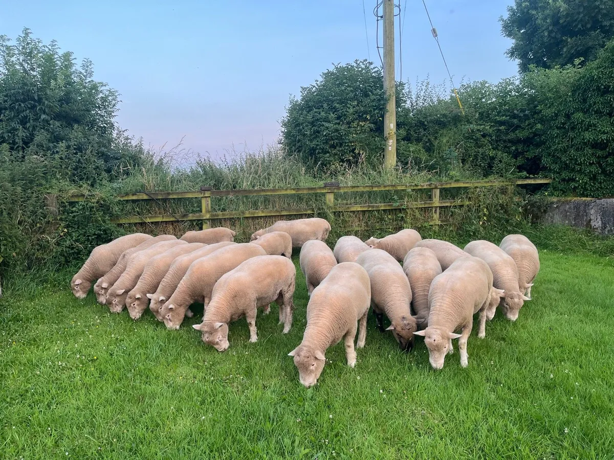 Dorset rams - Image 4
