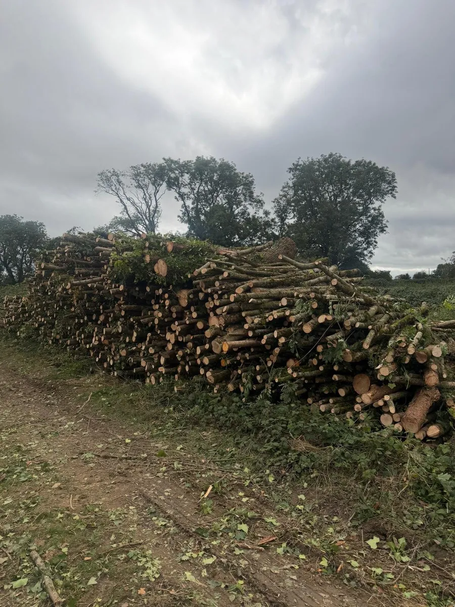 Lorry loads of lengths. Ash - Image 2