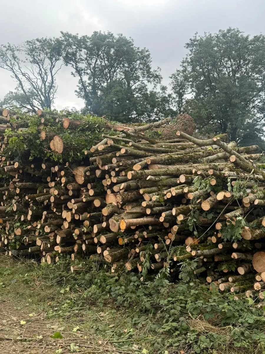 Lorry loads of lengths. Ash - Image 1
