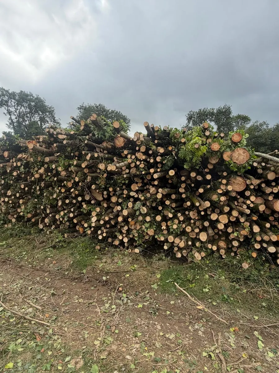 Lorry loads of lengths. Ash - Image 3