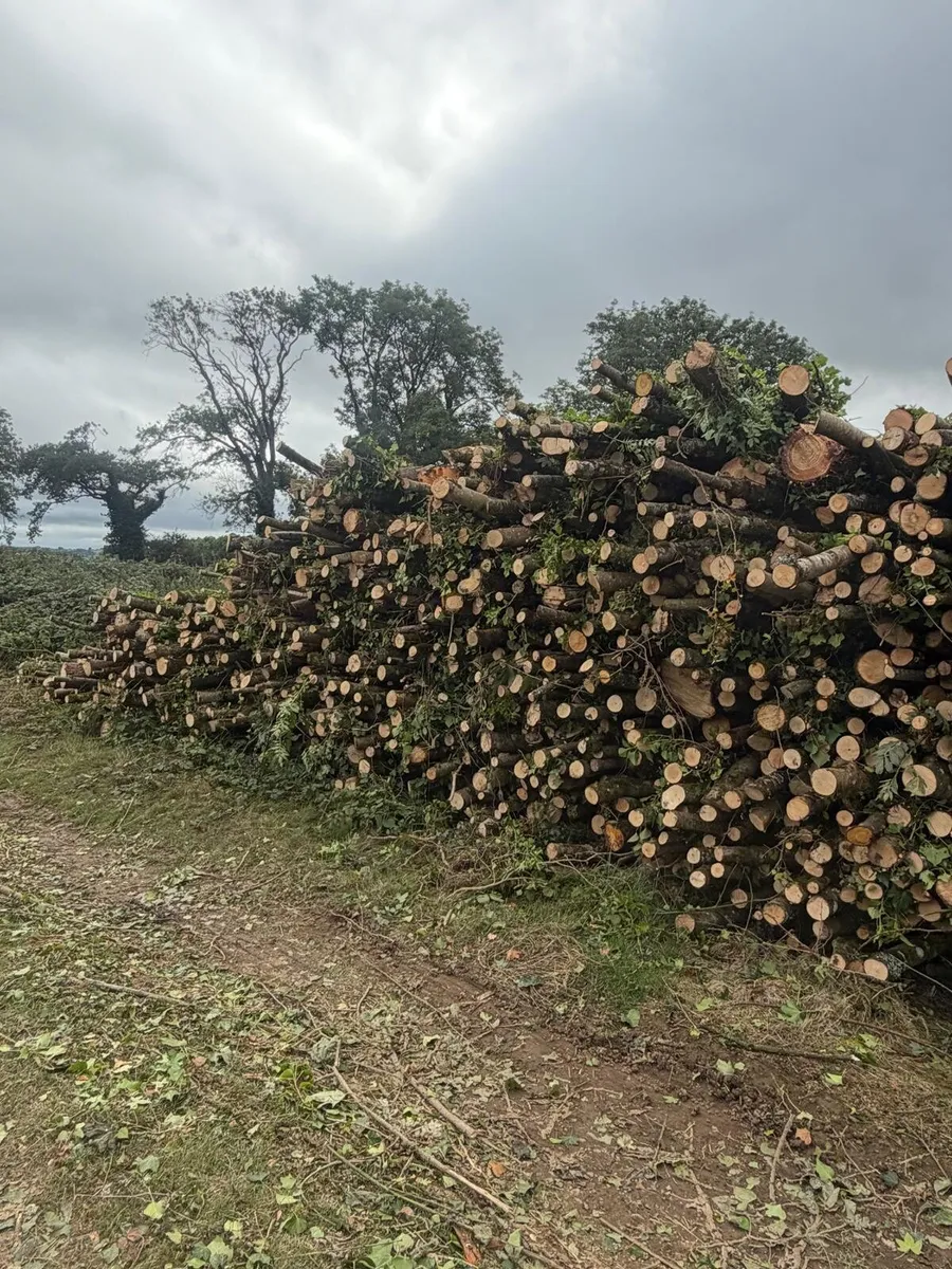 Lorry loads of lengths. Ash - Image 4
