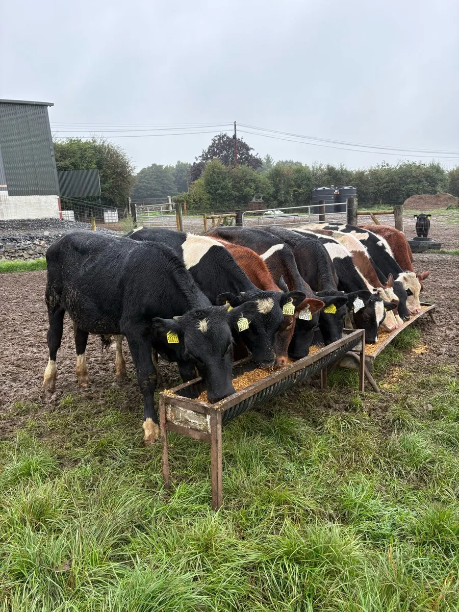 12 smashing 180kg fr bull Weanlings - Image 1
