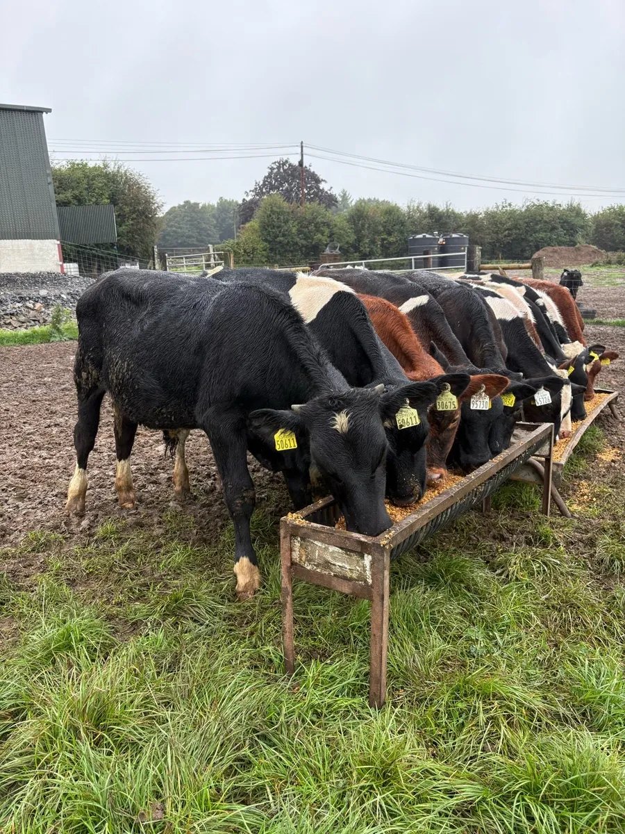 12 smashing 180kg fr bull Weanlings - Image 2