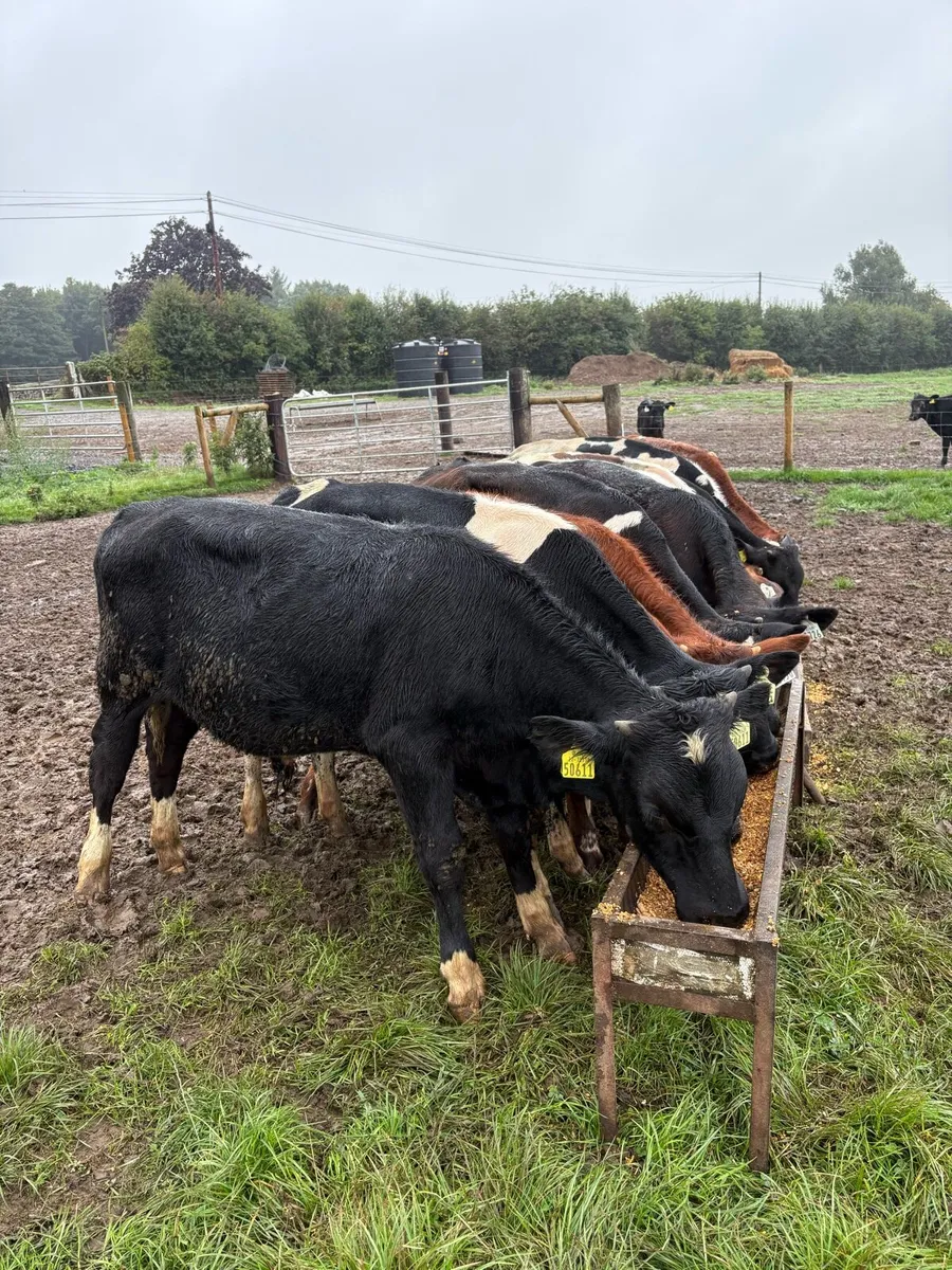 12 smashing 180kg fr bull Weanlings - Image 3