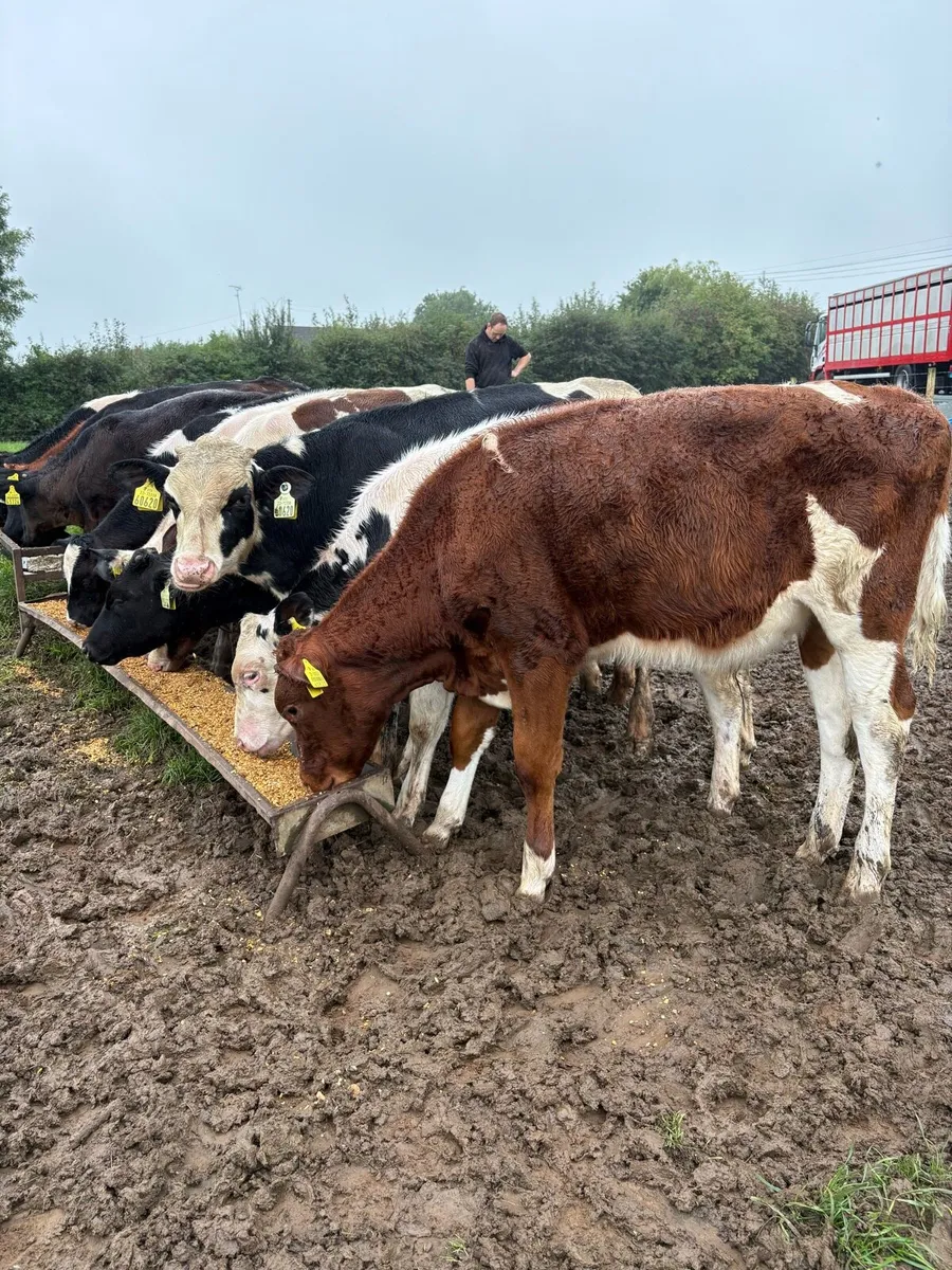 12 smashing 180kg fr bull Weanlings - Image 4