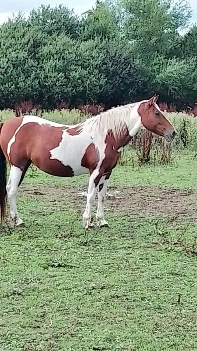 Mare - Image 4