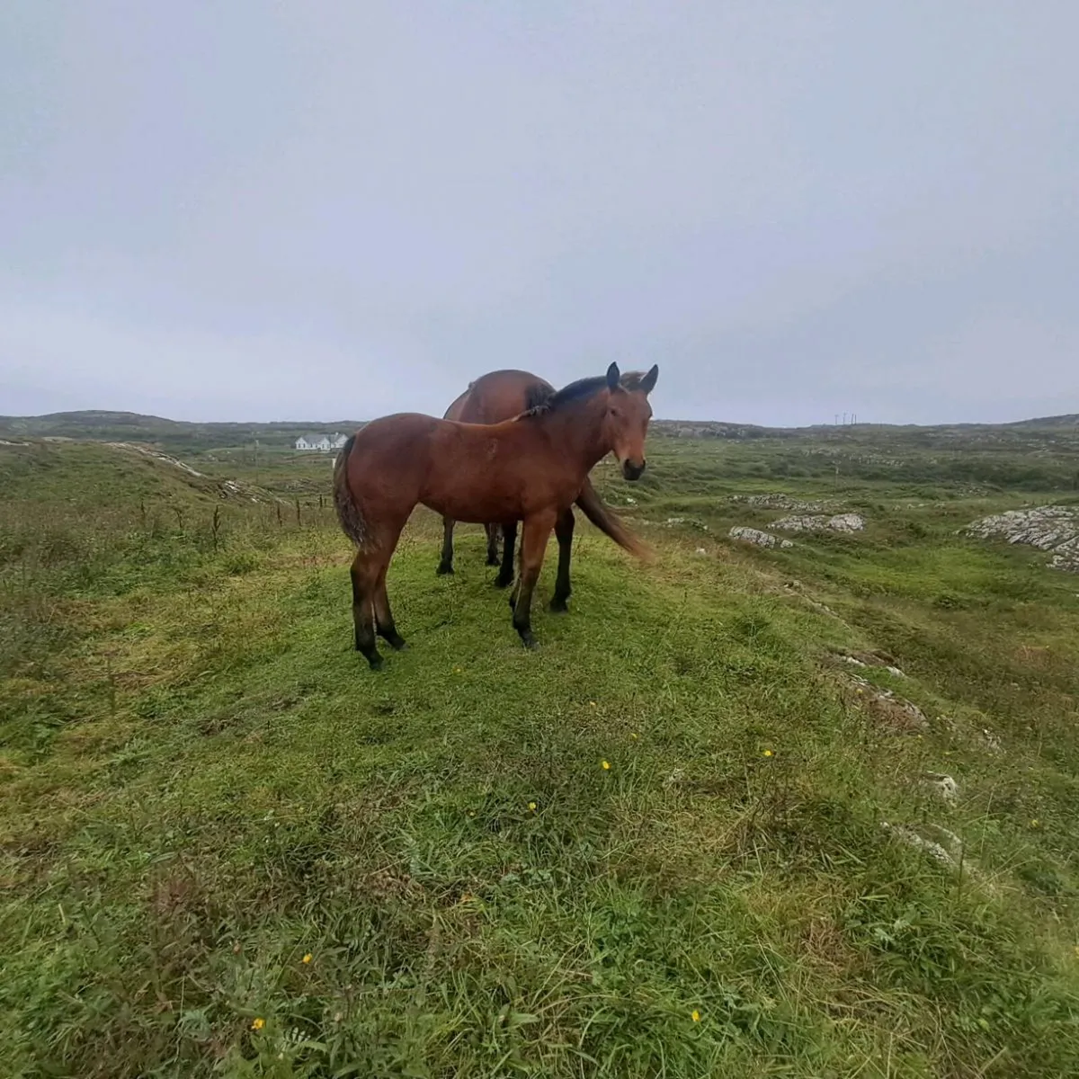 Connemara filly foal - Image 1
