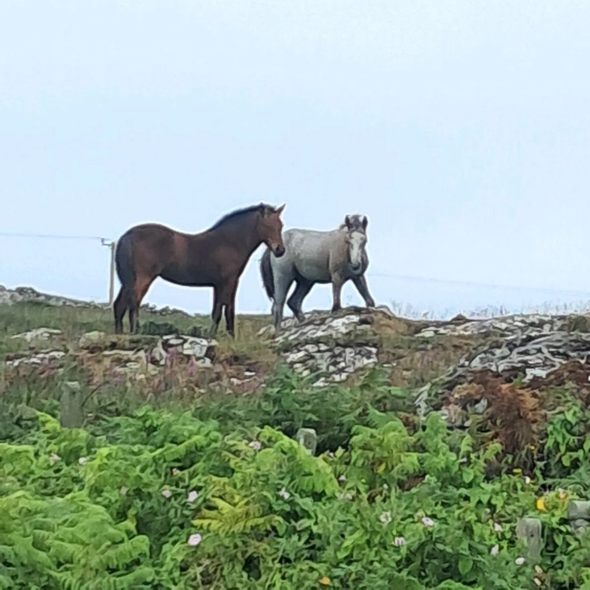 Connemara filly foal - Image 2