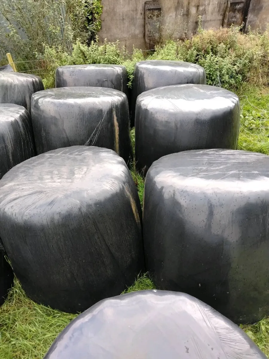 Round bales - Image 1