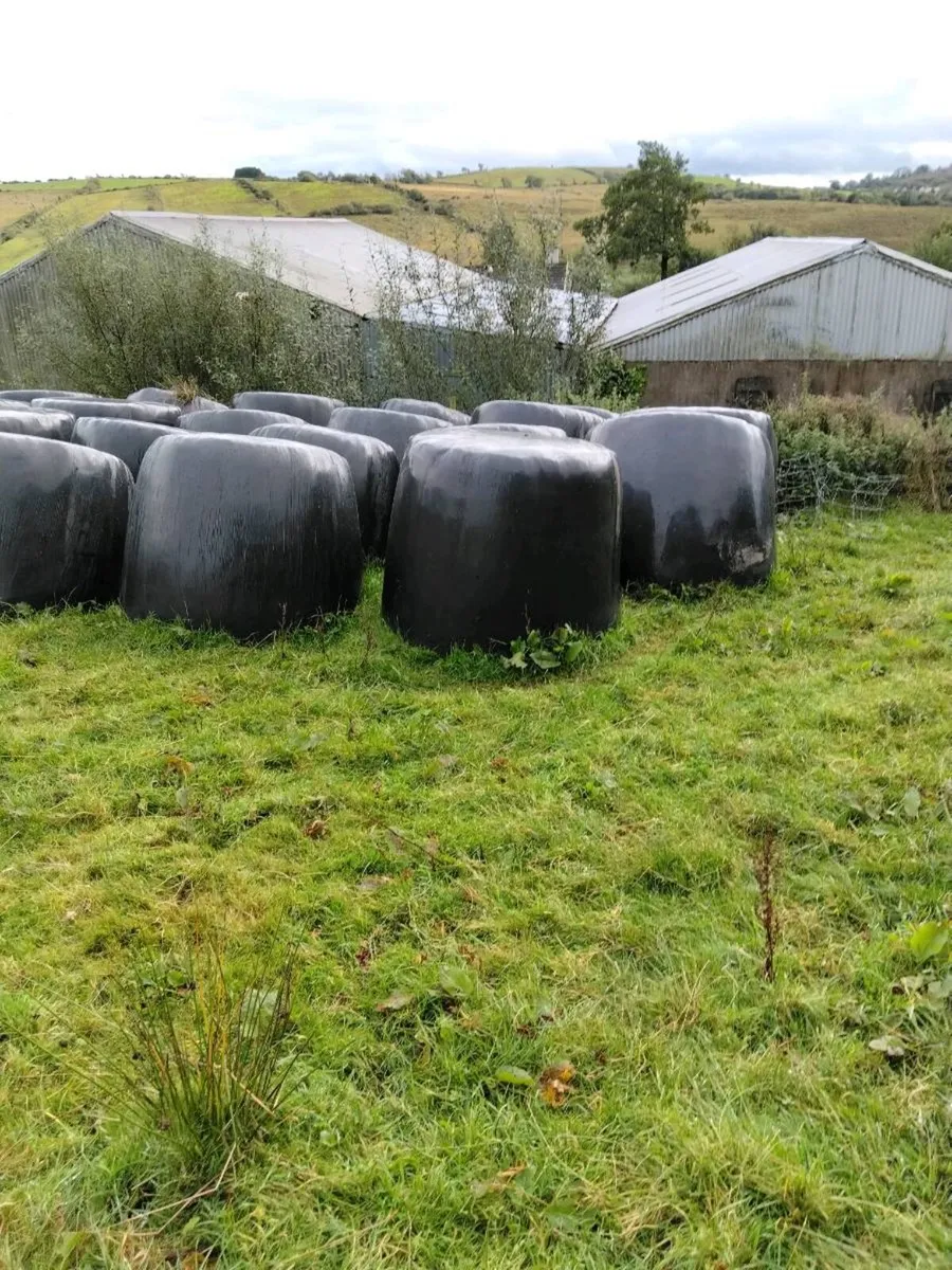 Round bales - Image 2