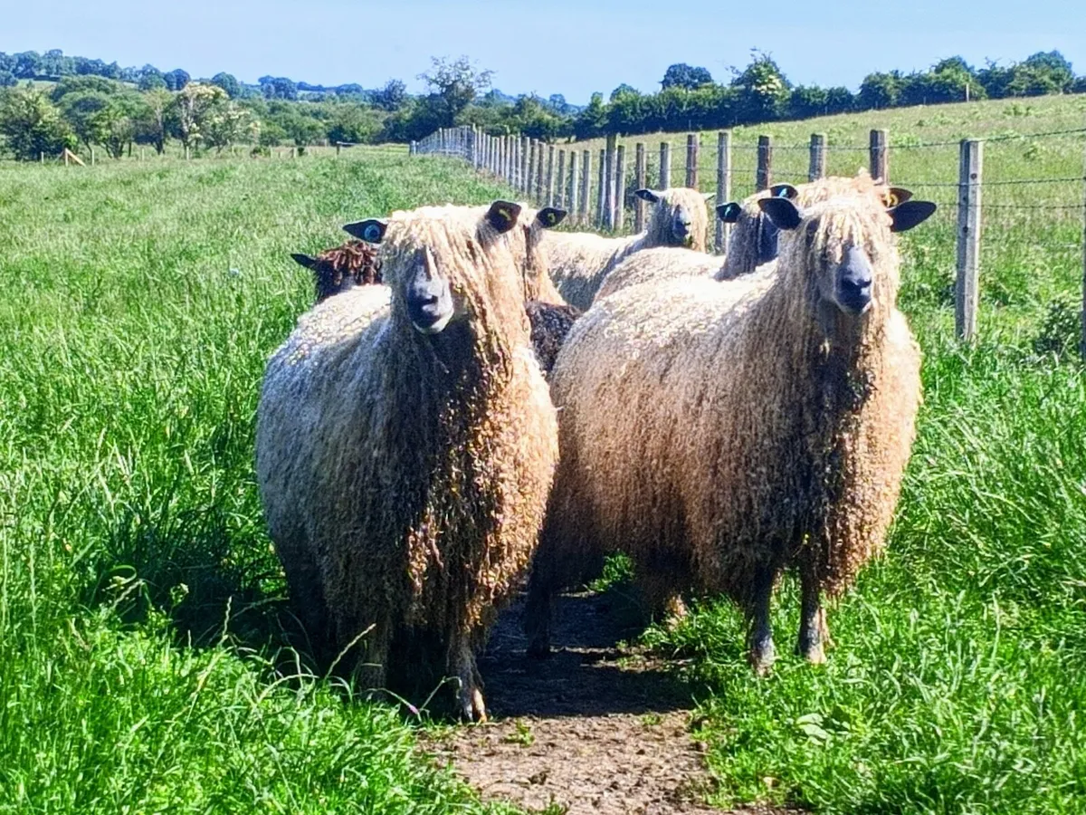 Wensleydale Longwool Sheep for sale - Image 1