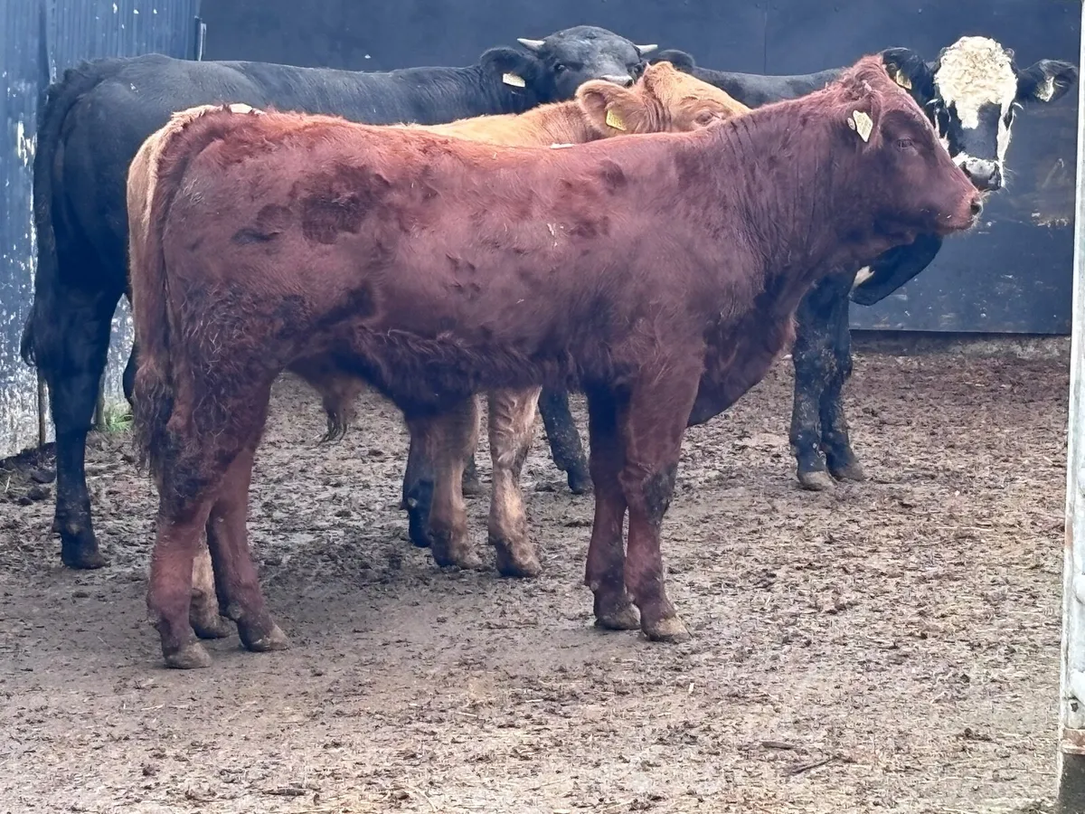 4 suckler bred bullocks for sale - Image 2