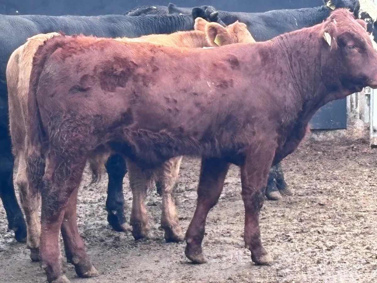 4 suckler bred bullocks for sale - Image 3