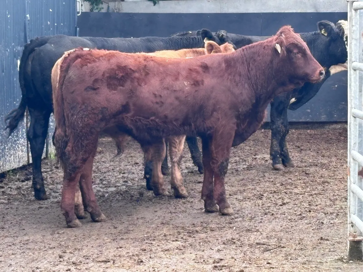 4 suckler bred bullocks for sale - Image 4