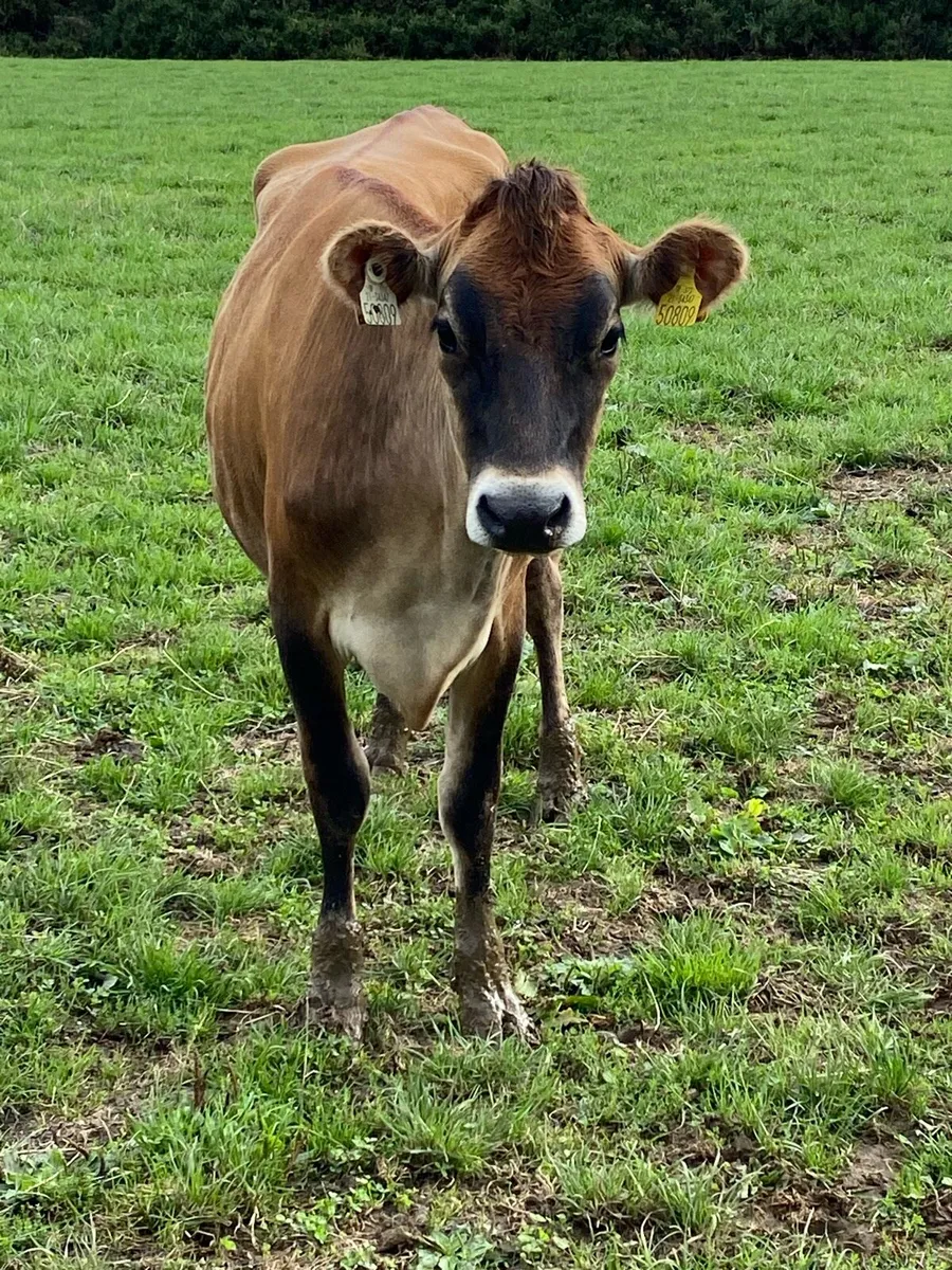 *Showstopper* PBR Maiden Jersey Heifer - Image 2