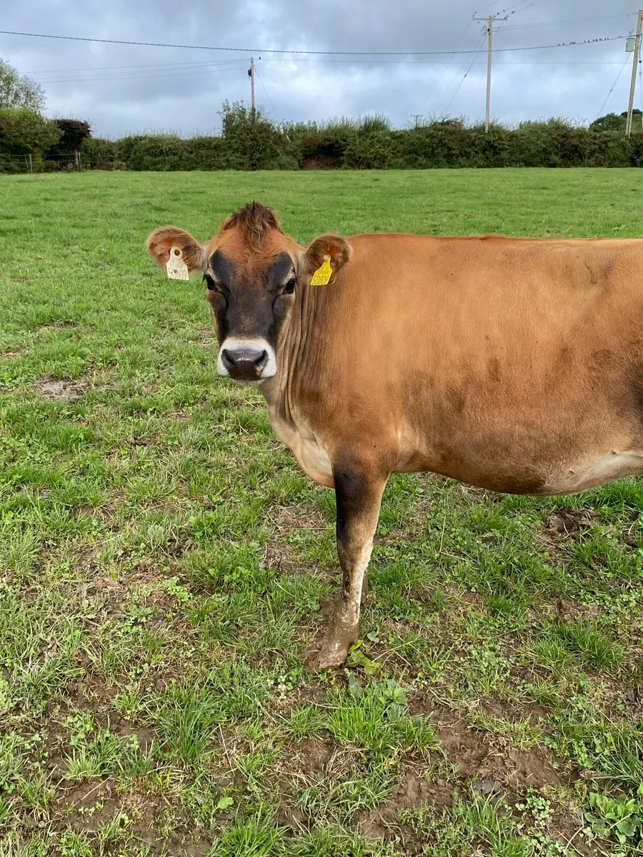 *Showstopper* PBR Maiden Jersey Heifer - Image 3