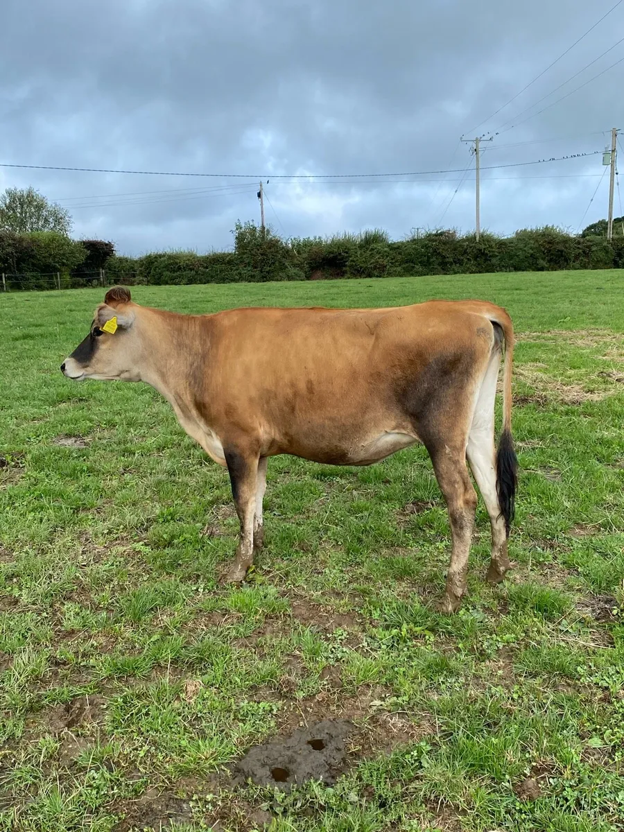 *Showstopper* PBR Maiden Jersey Heifer - Image 1