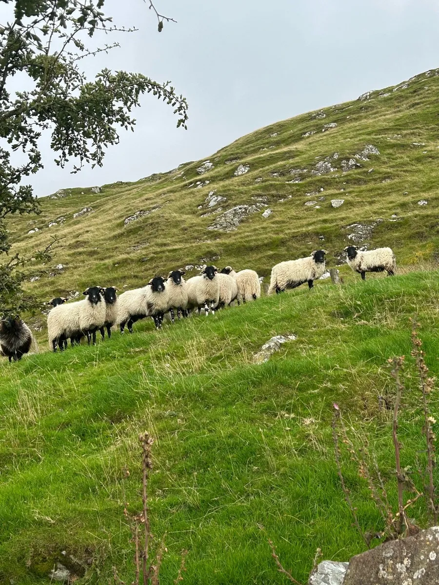 Smashing swaledales ewe lambs - Image 2