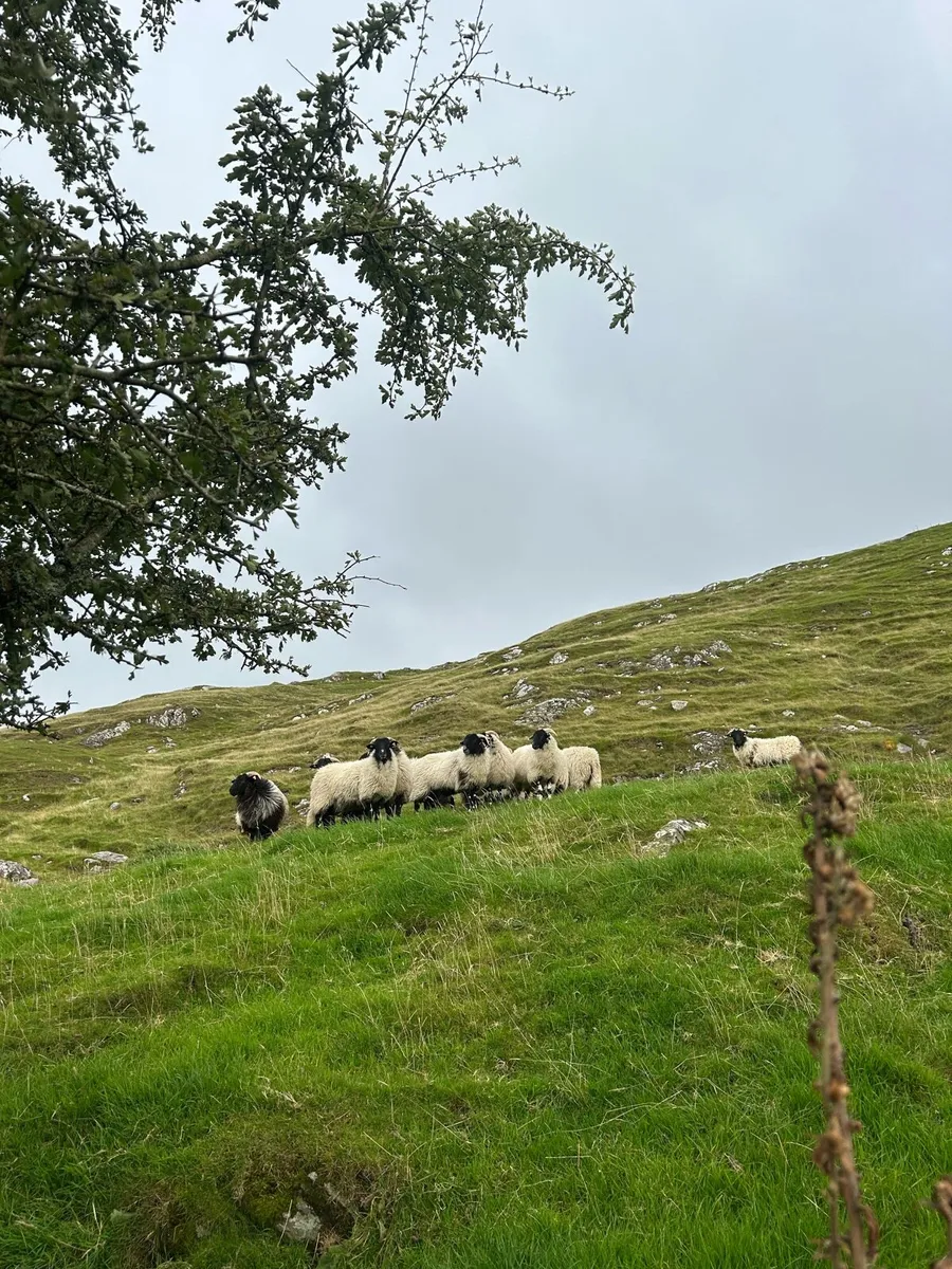 Smashing swaledales ewe lambs - Image 1