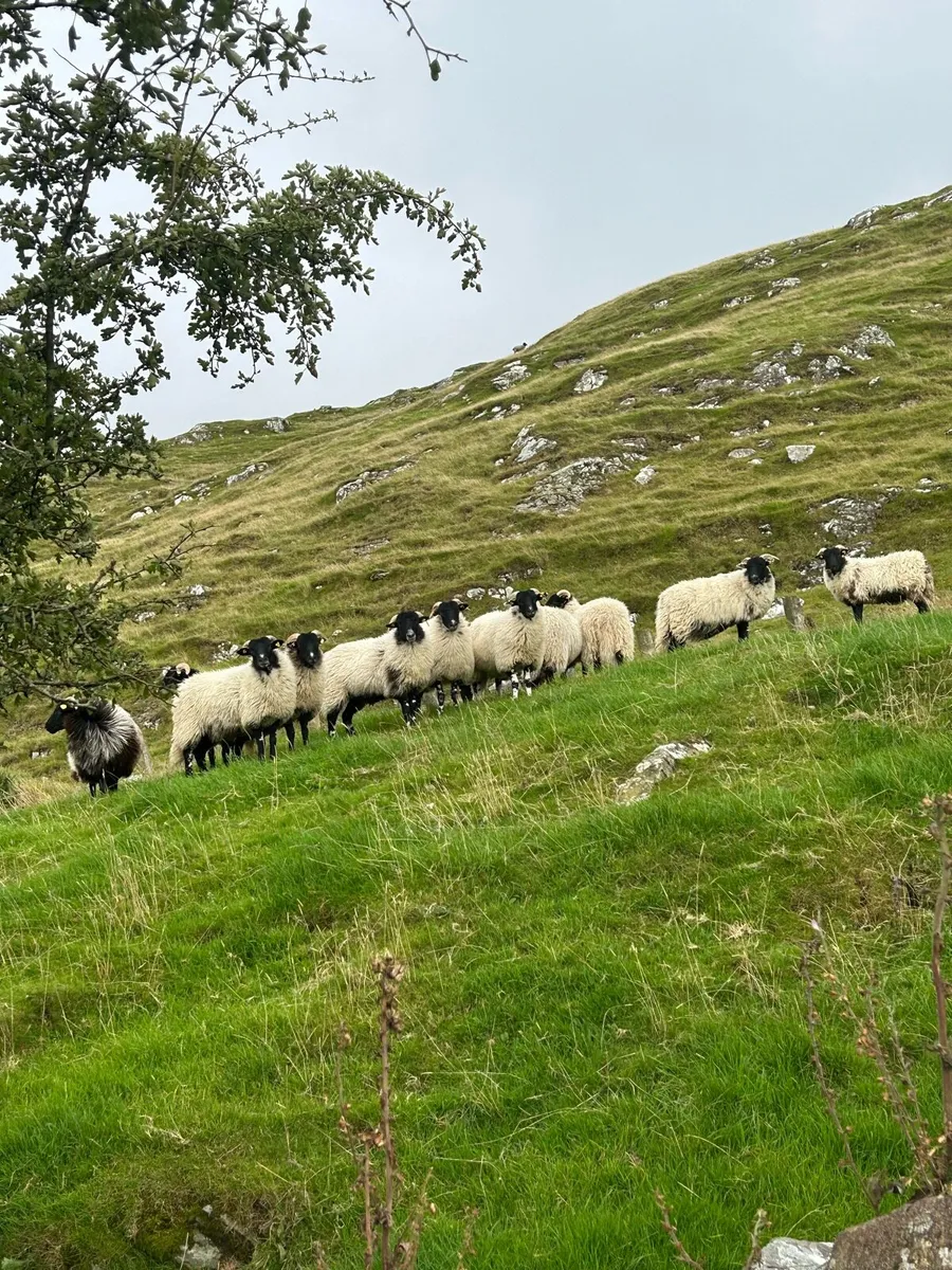 Smashing swaledales ewe lambs - Image 4