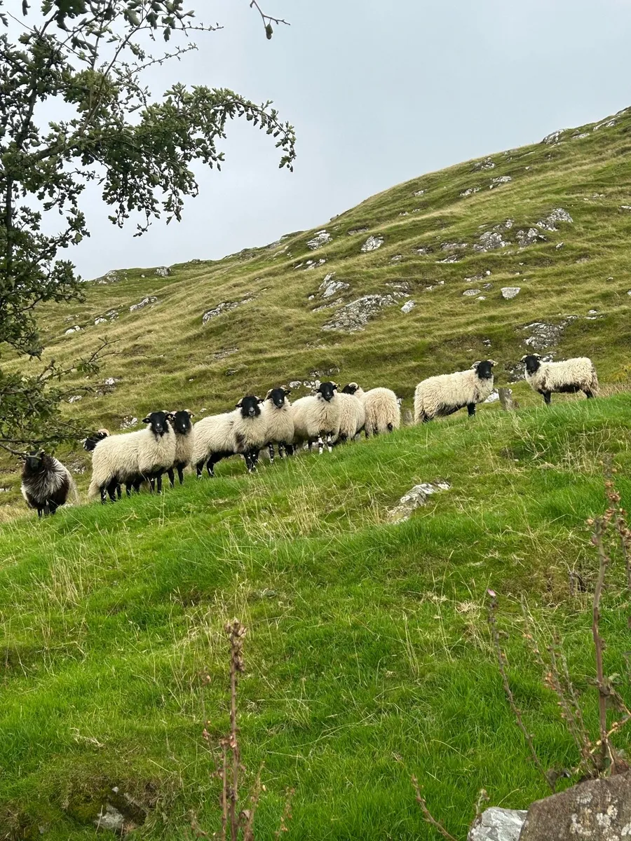 Smashing swaledales ewe lambs - Image 3