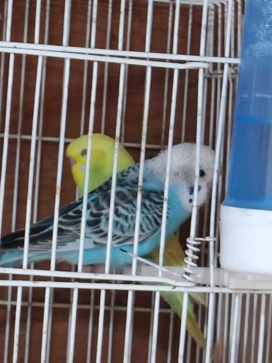 Budgies - Image 1