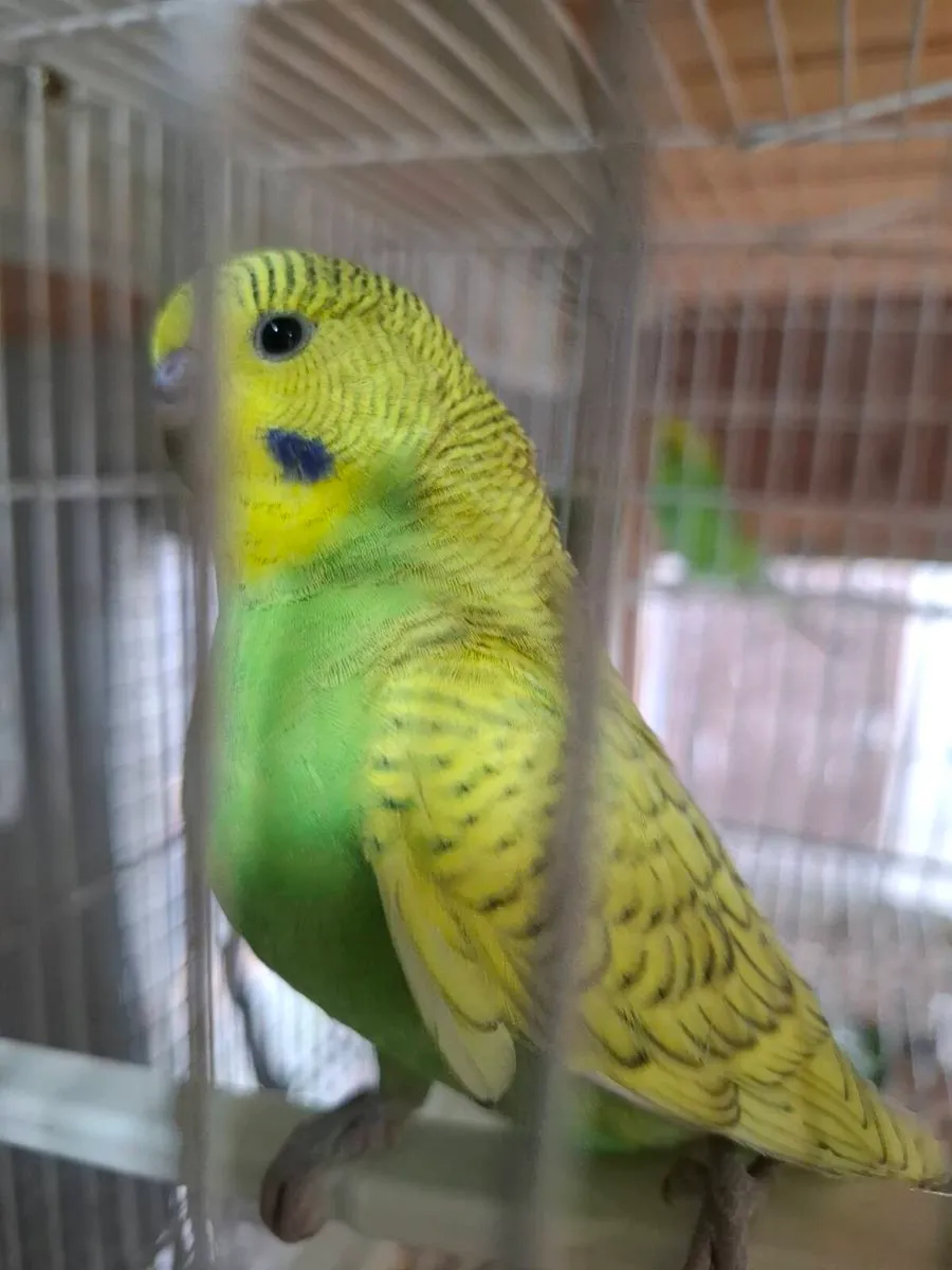 Budgies - Image 2