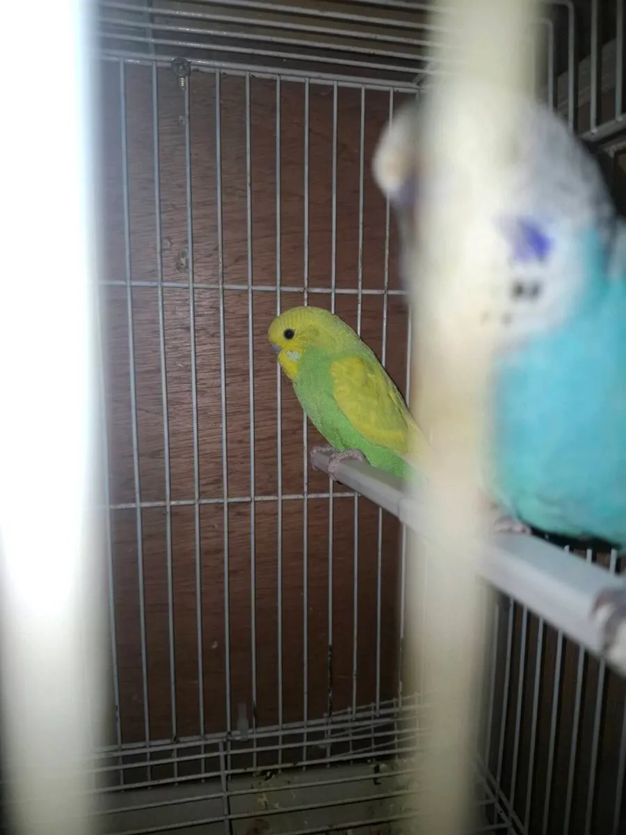 Budgies - Image 3