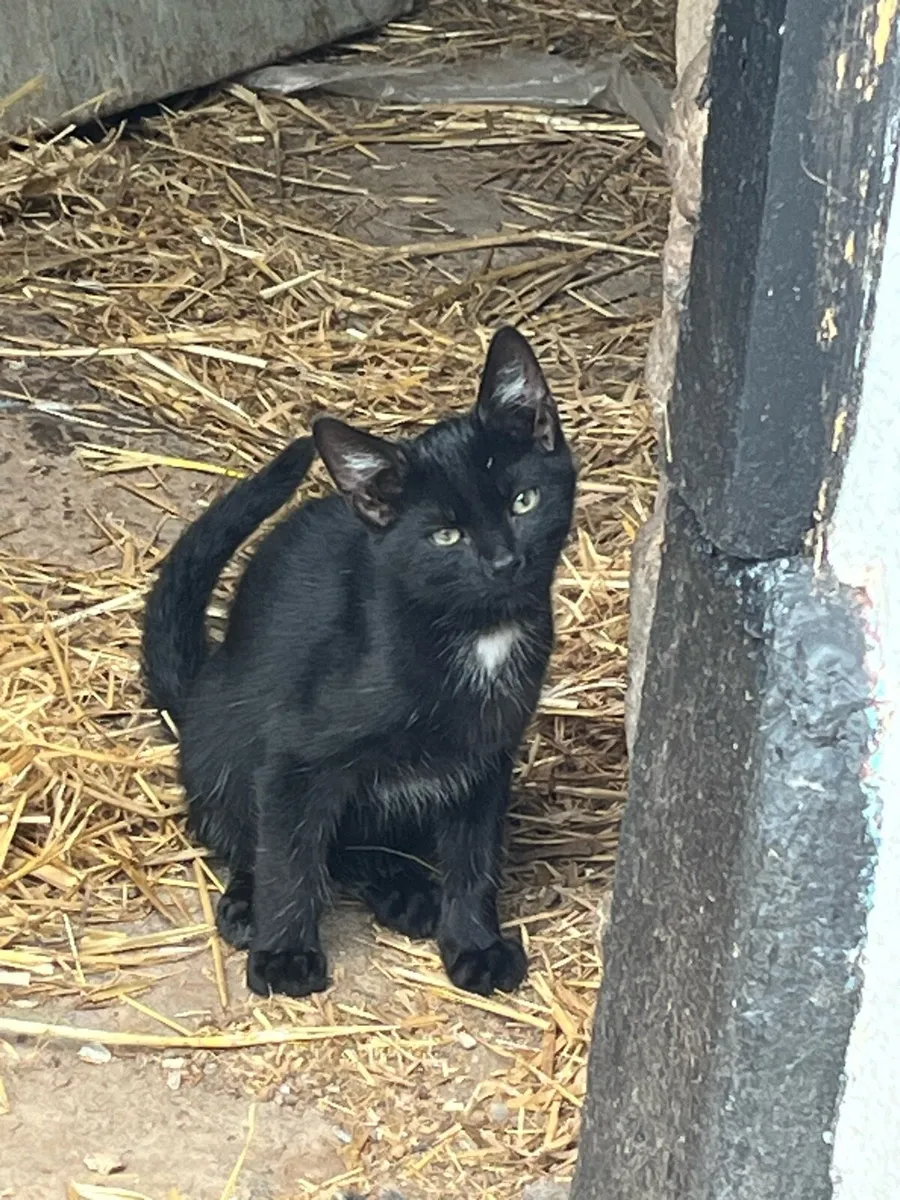 Kittens - Image 1