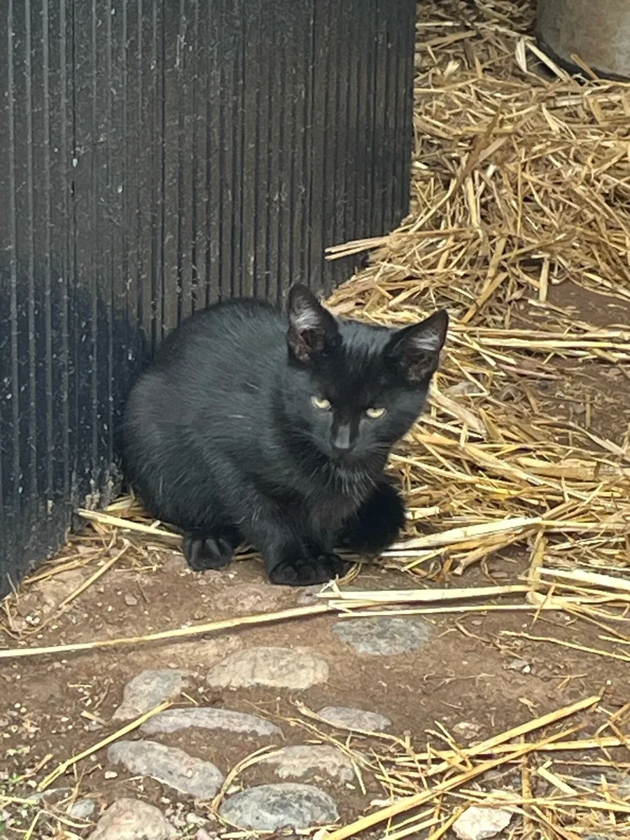 Kittens - Image 2