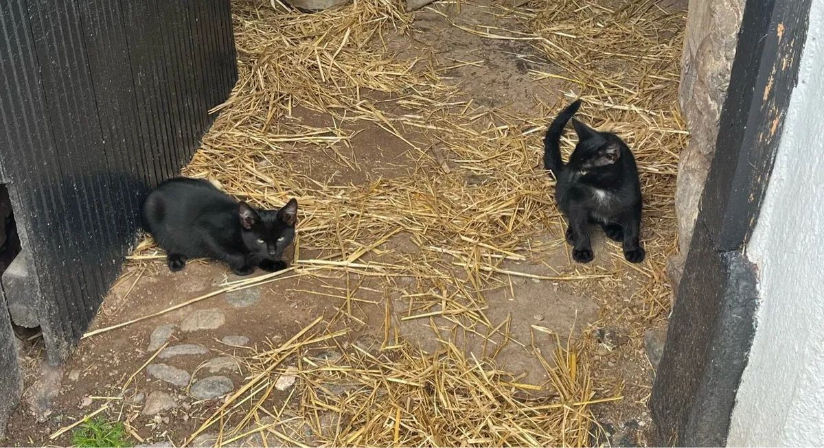 Kittens - Image 3
